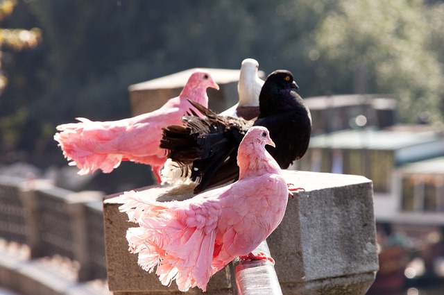 对手的防线 对手的防线