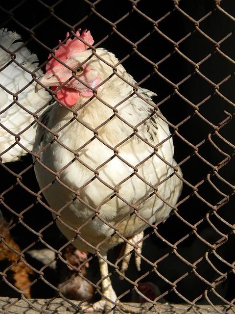 兼备的球队 兼备的球队